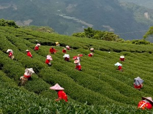 高山茶製茶工廠