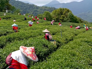 採茶-樂菁慈恩製茶廠