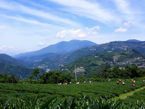 奇萊山茶園