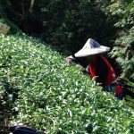 華崗茶區採茶製茶