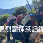 馬烈霸茶園 春茶採茶記錄
