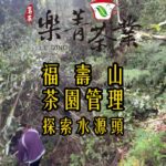 福壽山茶園管理 探索水源頭