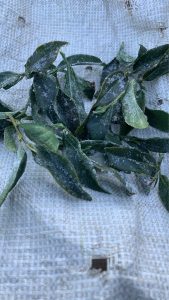 黃金烏龍冬片, 冬片茶, 高山冬片