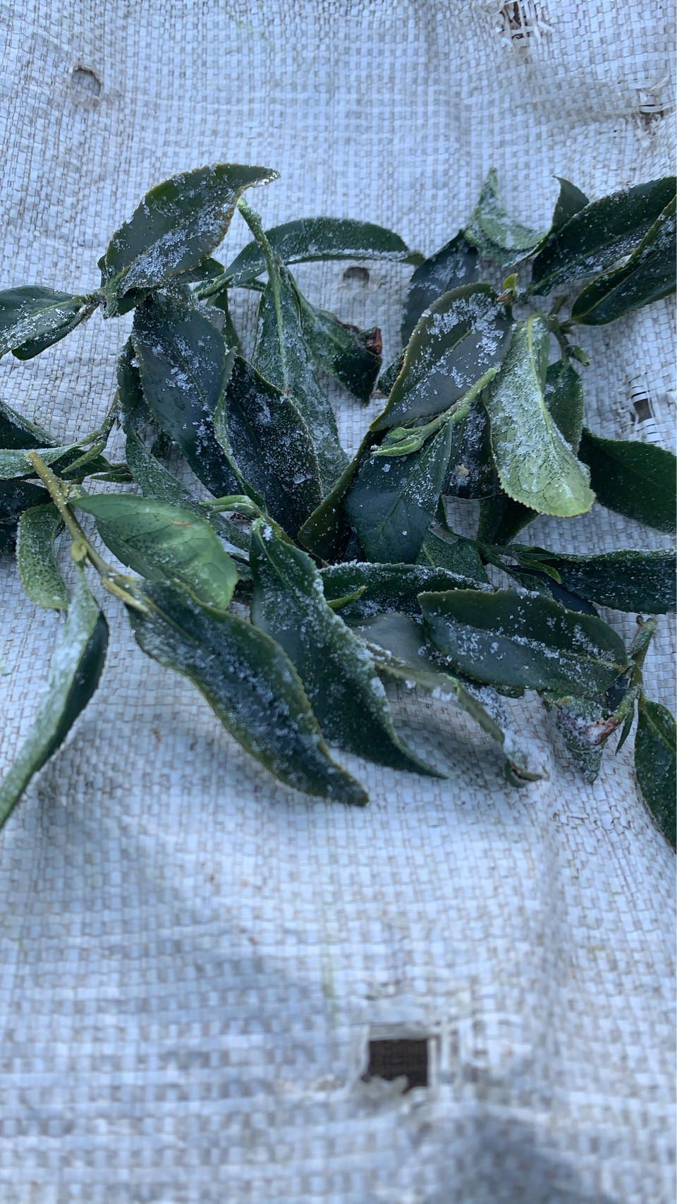 黃金烏龍冬片, 冬片茶, 高山冬片