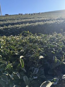 黃金烏龍冬片, 冬片茶, 高山冬片