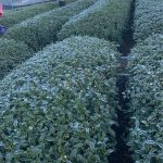 下雪結霜後的高山茶園,茶葉覆上白霜,正是黃金烏龍冬片品質最關鍵的時刻。