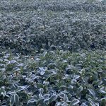 下雪結霜後的高山茶園,茶葉覆上白霜,正是黃金烏龍冬片品質最關鍵的時刻。