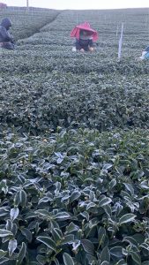 下雪結霜後的高山茶園，茶葉覆上白霜，正是黃金烏龍冬片品質最關鍵的時刻。