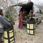 黃金烏龍冬片, 冬片茶, 高山冬片