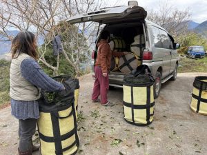 黃金烏龍冬片, 冬片茶, 高山冬片