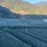 黃金烏龍冬片是什麼?高海拔霜雪冬片茶的真正定義與辨別方式