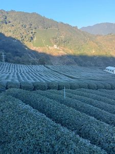 黃金烏龍冬片, 冬片茶, 高山冬片