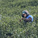 黃金烏龍冬片, 冬片茶, 高山冬片