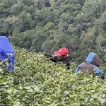 黃金烏龍冬片, 冬片茶, 高山冬片