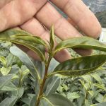 黃金烏龍冬片, 冬片茶, 高山冬片