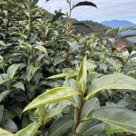 黃金烏龍冬片, 冬片茶, 高山冬片