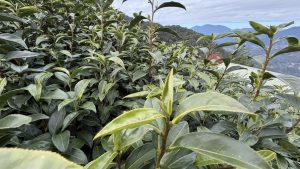 黃金烏龍冬片, 冬片茶, 高山冬片