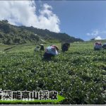 奇萊山登山口能高山茶園 樂菁茶業:2026春茶「十全十美」高山茶批發