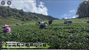 奇萊山高山茶,能高山高山茶